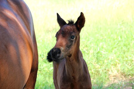 Horses potranco colt
