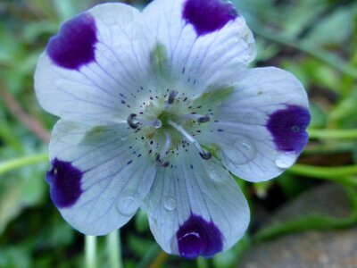 Dew drops summer bloom