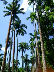 Botanist nature leaves photo