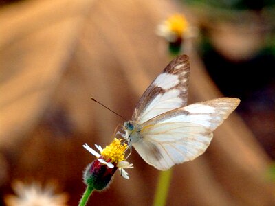 White brown flower