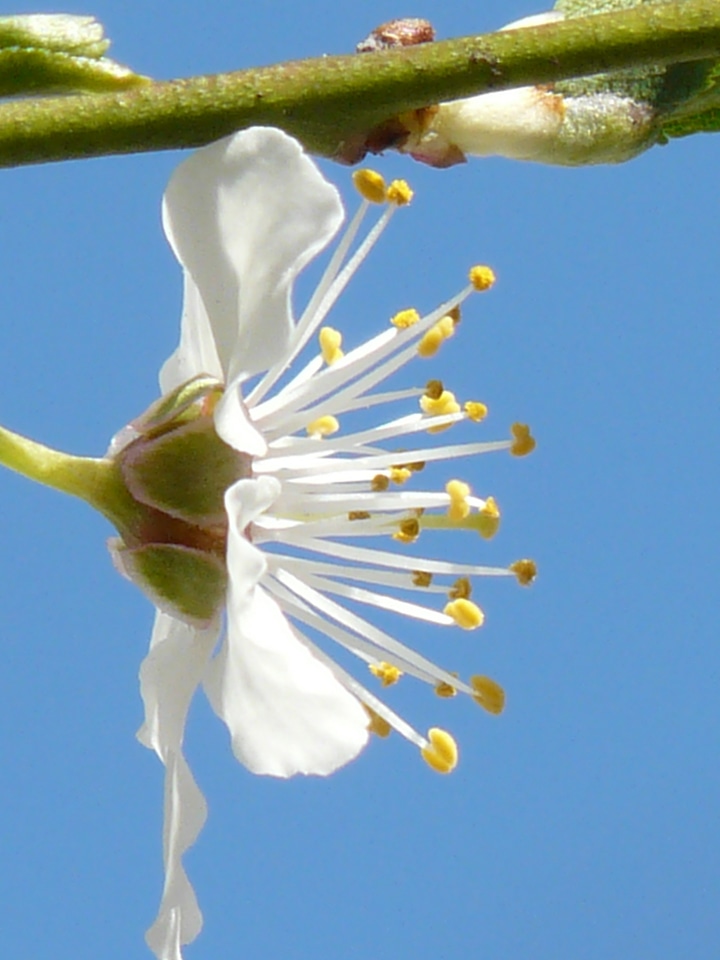 Close up macro american wildpflaume