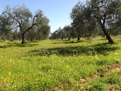 Olive trees olive field of olive trees photo