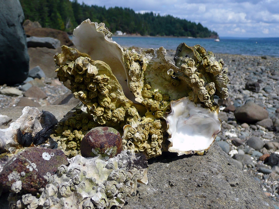 Nature pebbles ocean