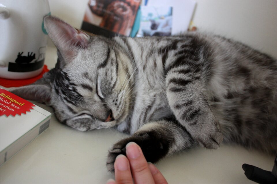 Cat sleeping give me five