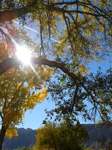 Yellow leaf october