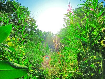 Sunny overgrown plants