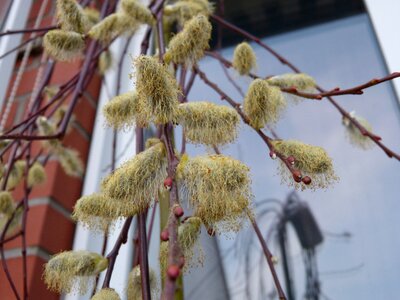 Macro branch spring