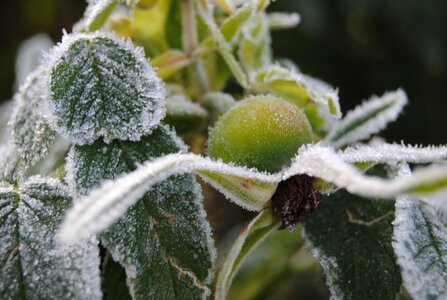 Frost rose hips cold photo