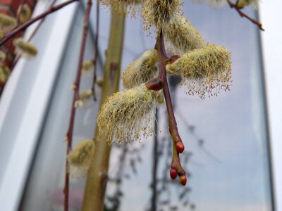 Macro branch spring