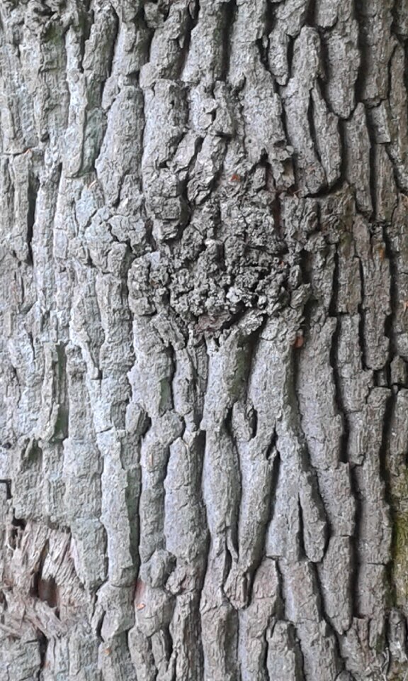 Nature structure forest