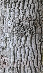 Nature structure forest