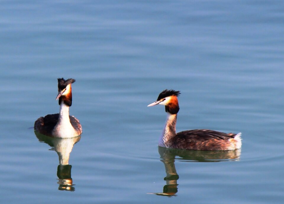 Member water lake constance