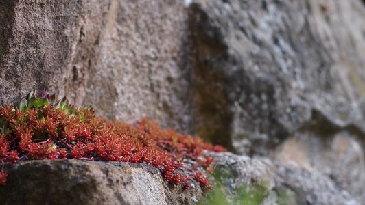 Mountains wall stone with plant photo
