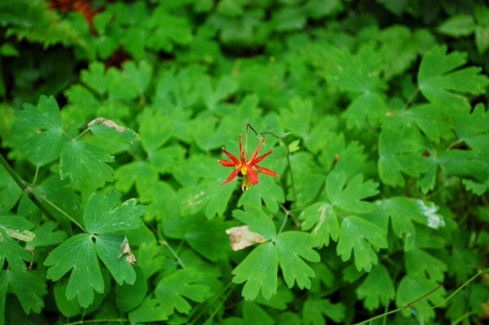 Flower plant spring