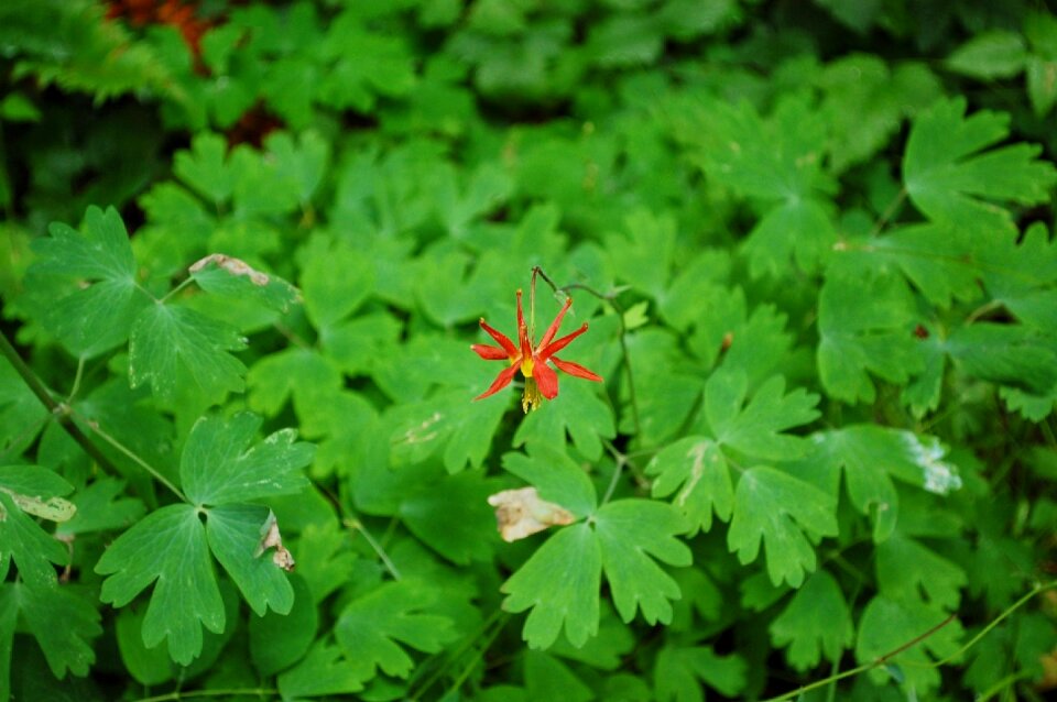 Flower plant spring photo