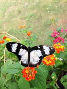Wing fly white