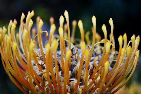 Floral garden blossom