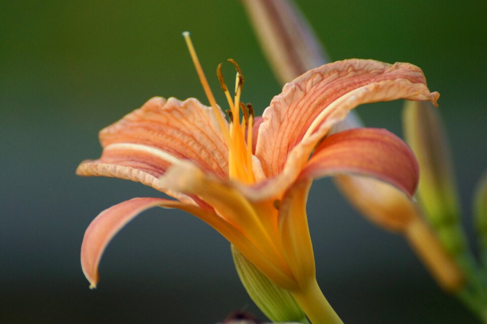 Bloom garden blossomed