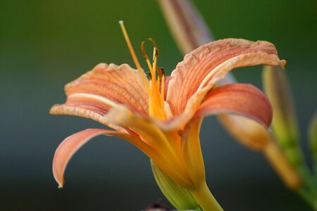 Bloom garden blossomed