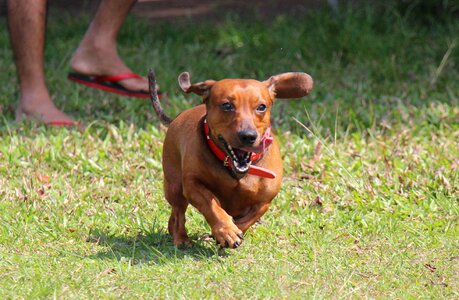 Crazy dog animal photo