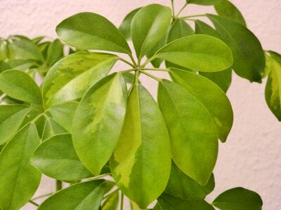 Houseplant leaf green leaf