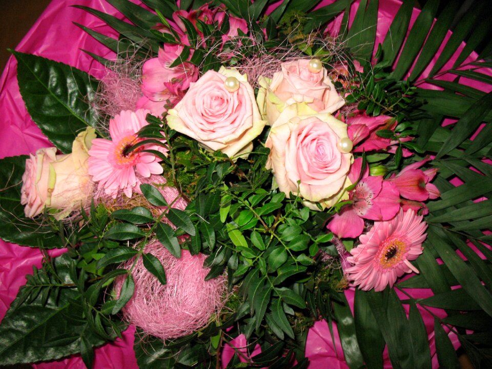 Gerbera green pink