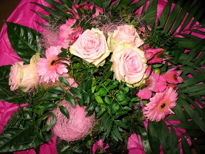 Gerbera green pink