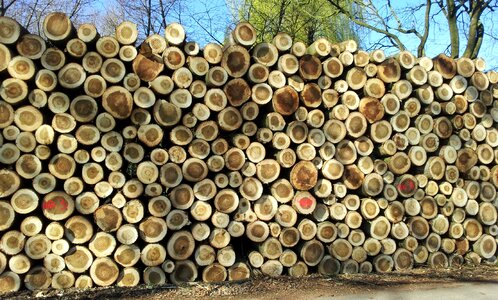 Wood stack trunks