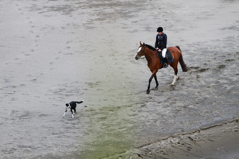 Border collie canine dog