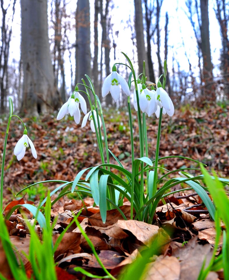 Snowdrop white spring