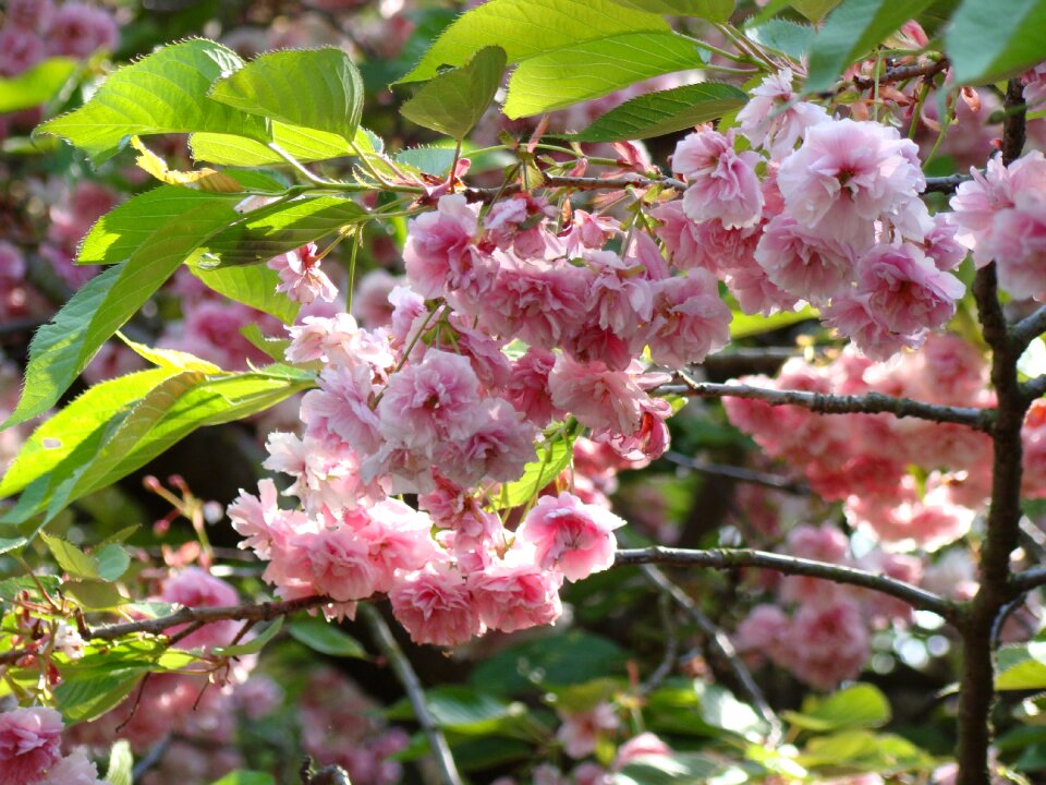Innocence the delicacy blooms