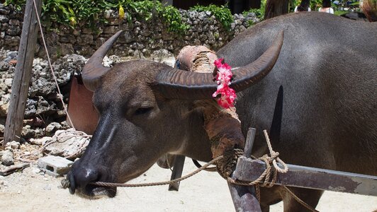 Buffalo hackery okinawa