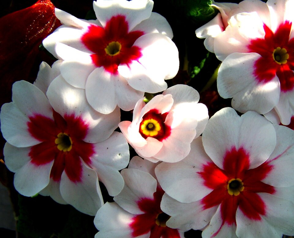 Primrose spring nature