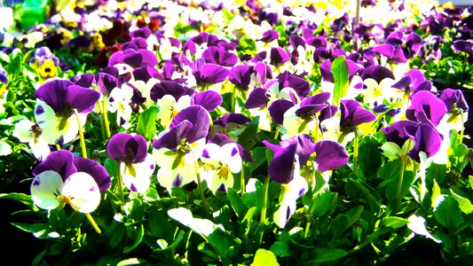 Spring nature purple and white