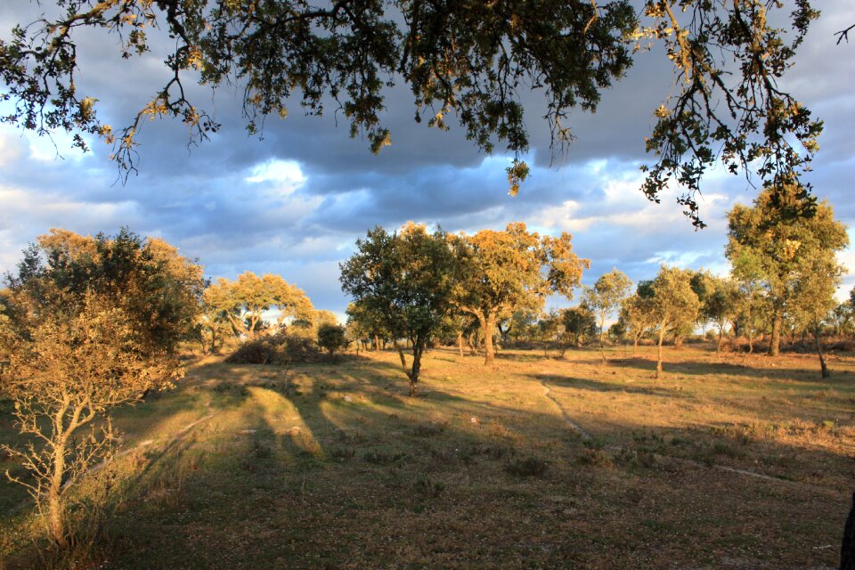 Extremadura spring encinar