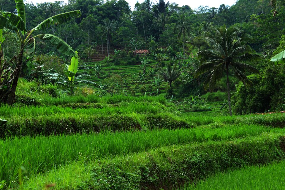 Field landscape freshness