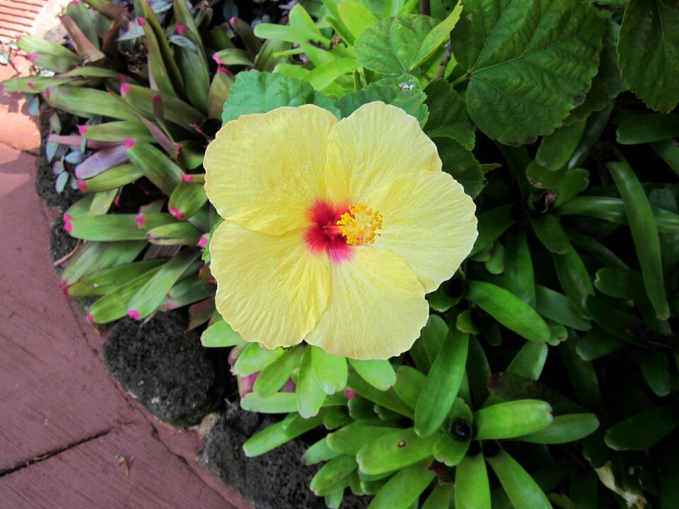 Tropical blossom