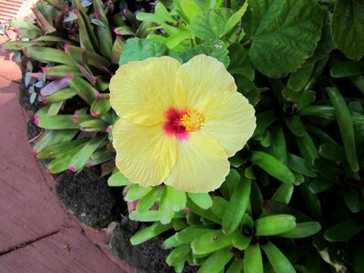 Tropical blossom