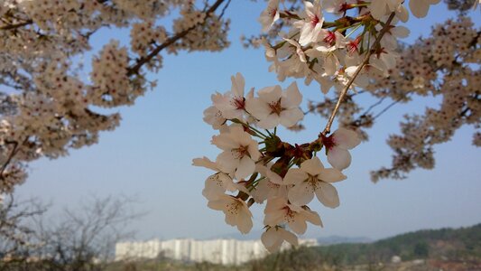 Landscape pink flower wood