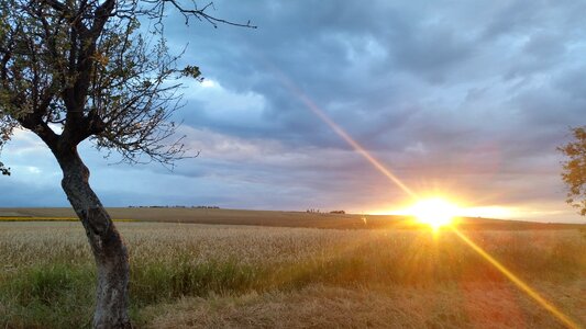 Nature sunlight summer