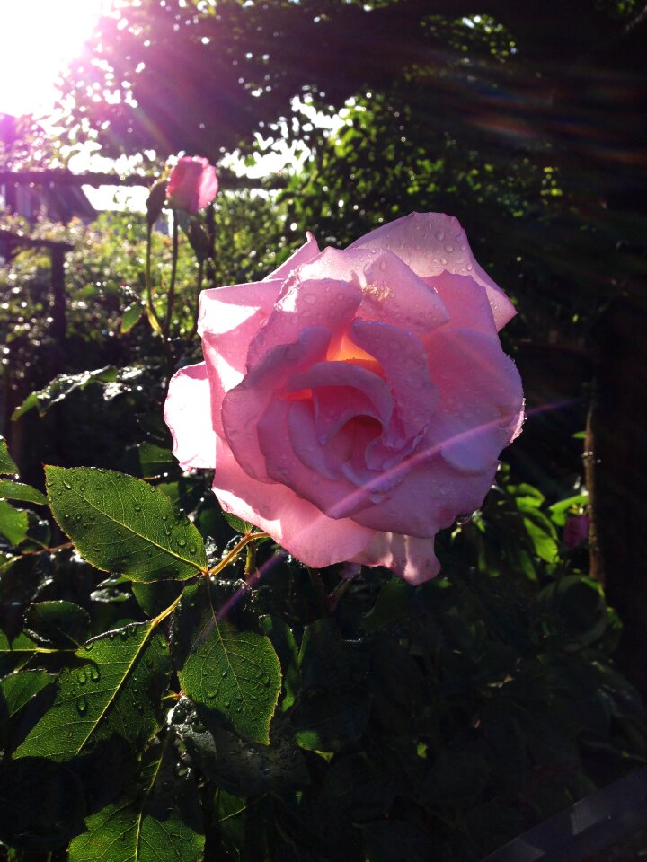 Flowers rose sunshine