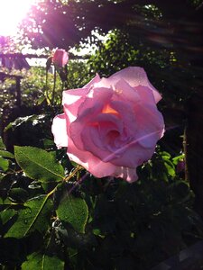 Flowers rose sunshine