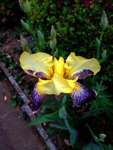 Flowers iris walk