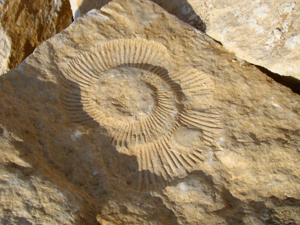 Ammonite rock prehistory