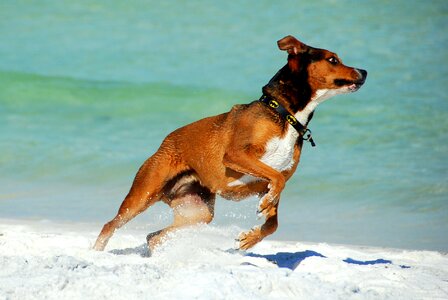 Pet canine domestic