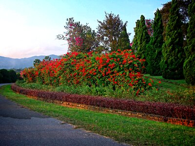 Chiang rai thailand asia photo