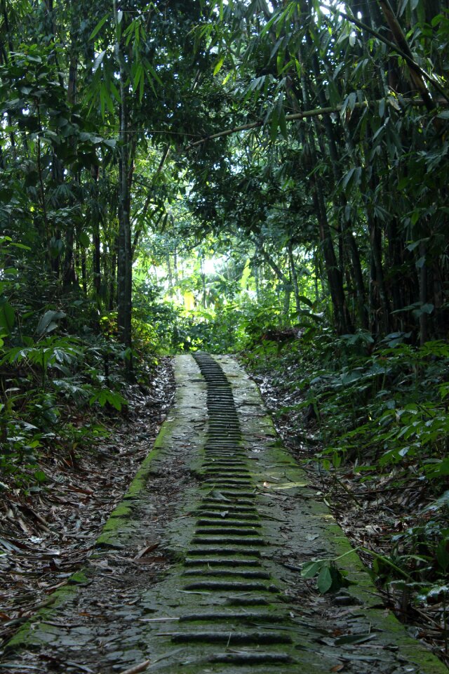 Road forest grass