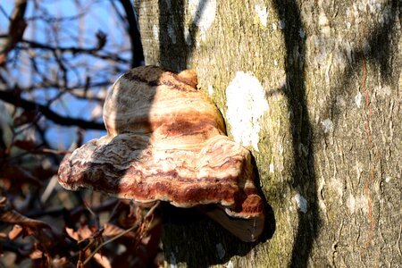 Mushrooms on tree nature forest photo