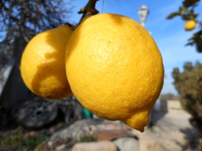 Yellow acidity mediterranean countryside