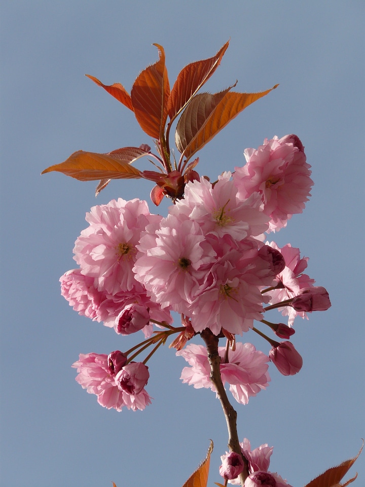 Flowers pink japanese cherry trees
